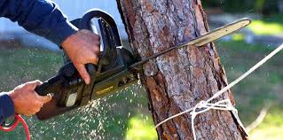 Best Organic Lawn Care Solutions  in Elkhorn, CA