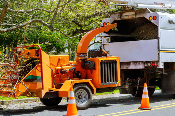 Best Tree and Shrub Care  in Elkhorn, CA