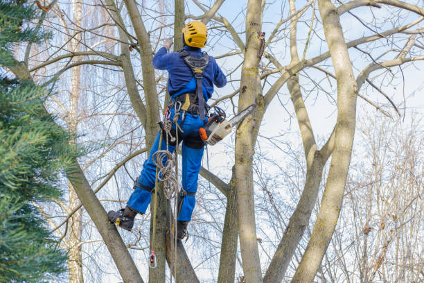 Best Lawn Pest Prevention  in Elkhorn, CA