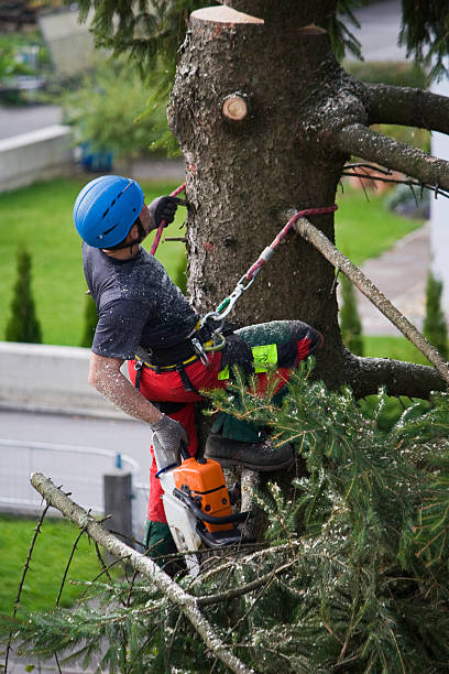 Best Lawn Grading and Leveling  in Elkhorn, CA
