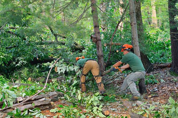 Trusted Elkhorn, CA Tree Services Experts