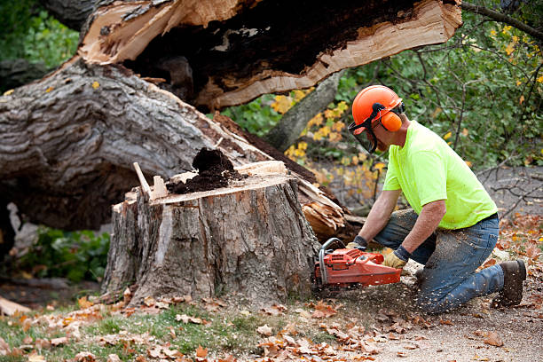 Best Tree Disease Treatment  in Elkhorn, CA
