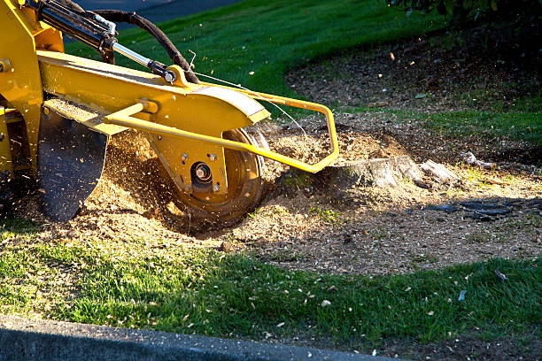 Best Tree Risk Assessment  in Elkhorn, CA