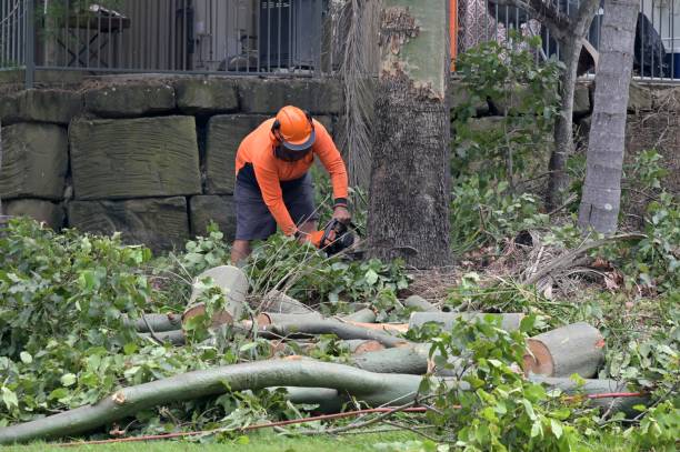 How Our Tree Care Process Works  in  Elkhorn, CA