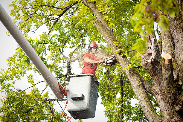 Best Stump Grinding and Removal  in Elkhorn, CA