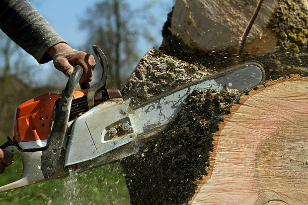 Best Root Management and Removal  in Elkhorn, CA