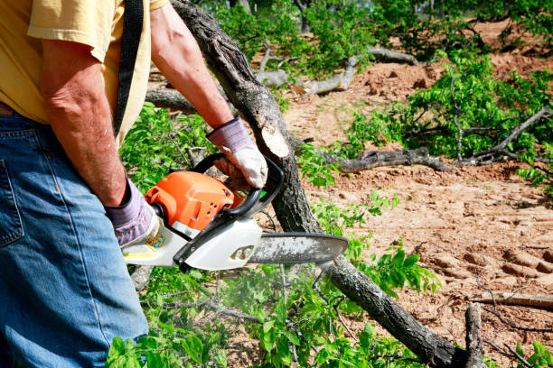 Best Lawn Dethatching  in Elkhorn, CA
