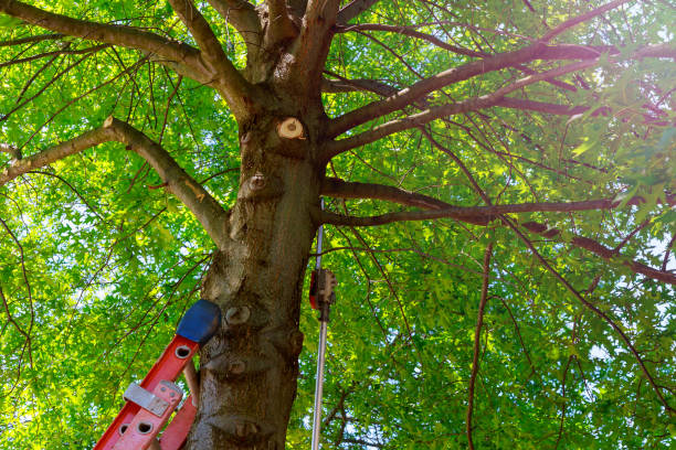 Best Tree Trimming and Pruning  in Elkhorn, CA